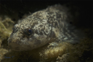 European bullhead, Cottus gobio by Sven Tramaux 